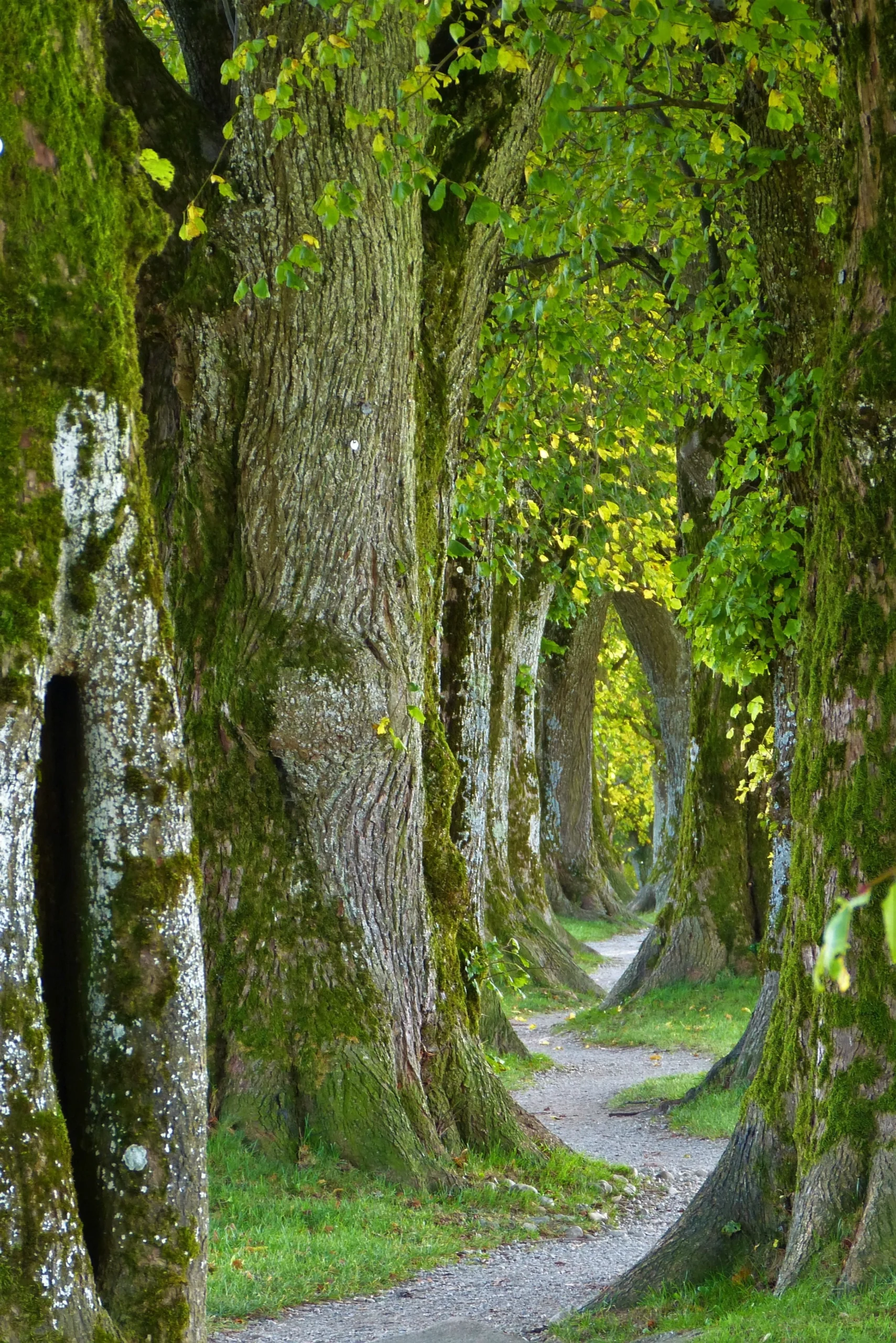 Bild von einem verschlungenen Waldweg